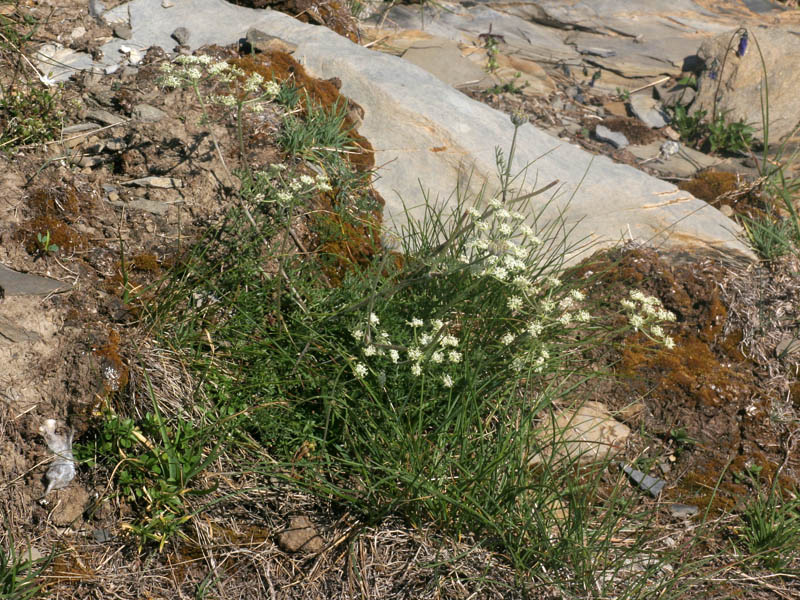 Athamanta cretensis  / Atamanta comune